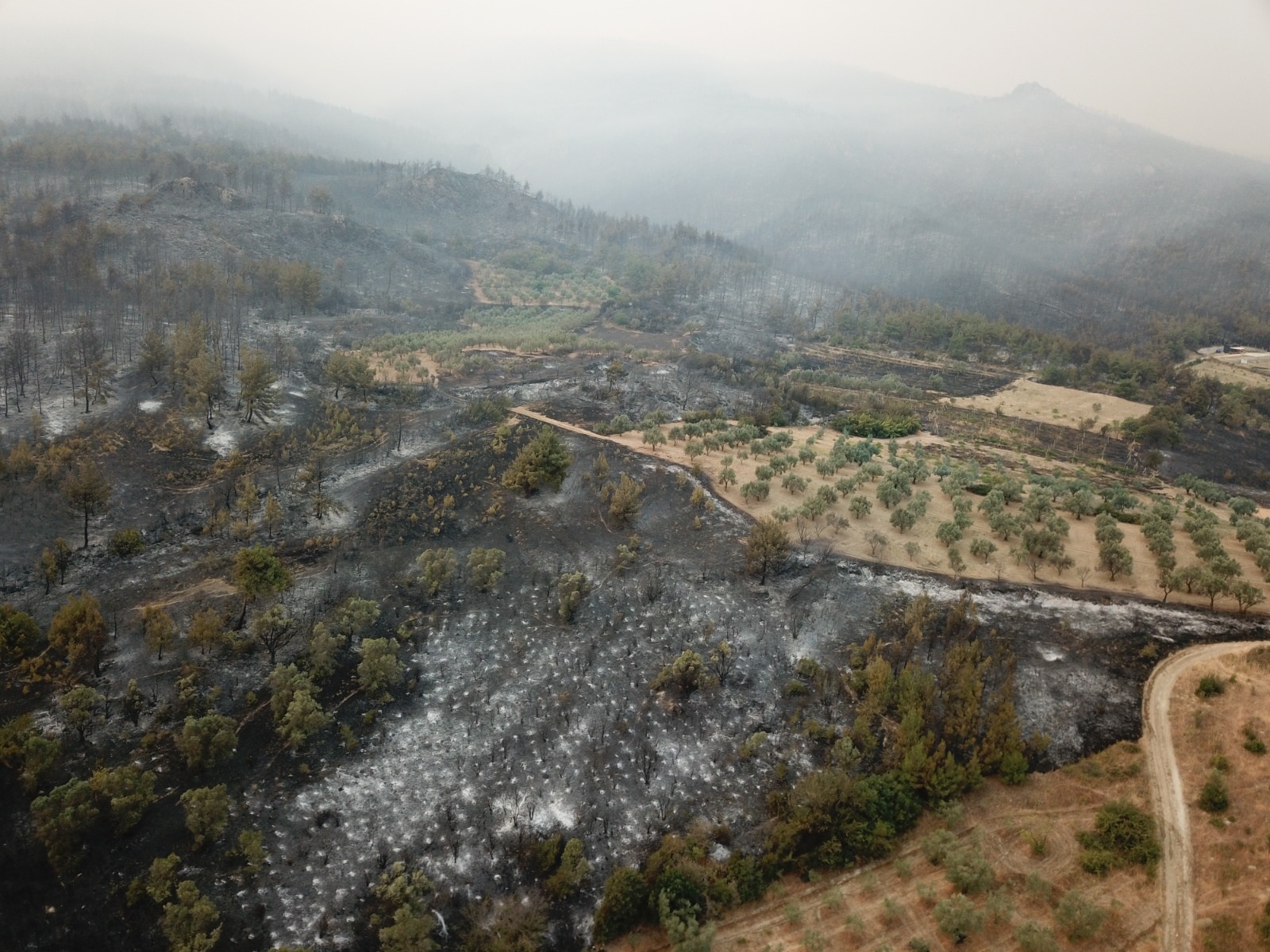 sakaryada-orman-yangini-2nci-gununde-825265-244513.jpg