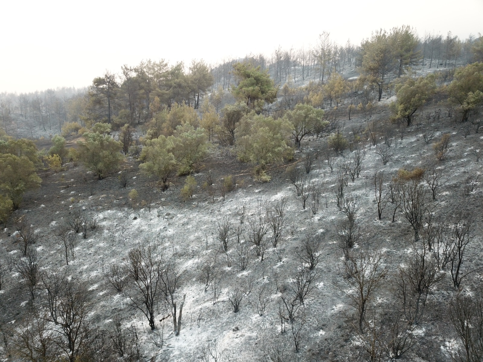 sakaryada-orman-yangini-2nci-gununde-825267-244513.jpg