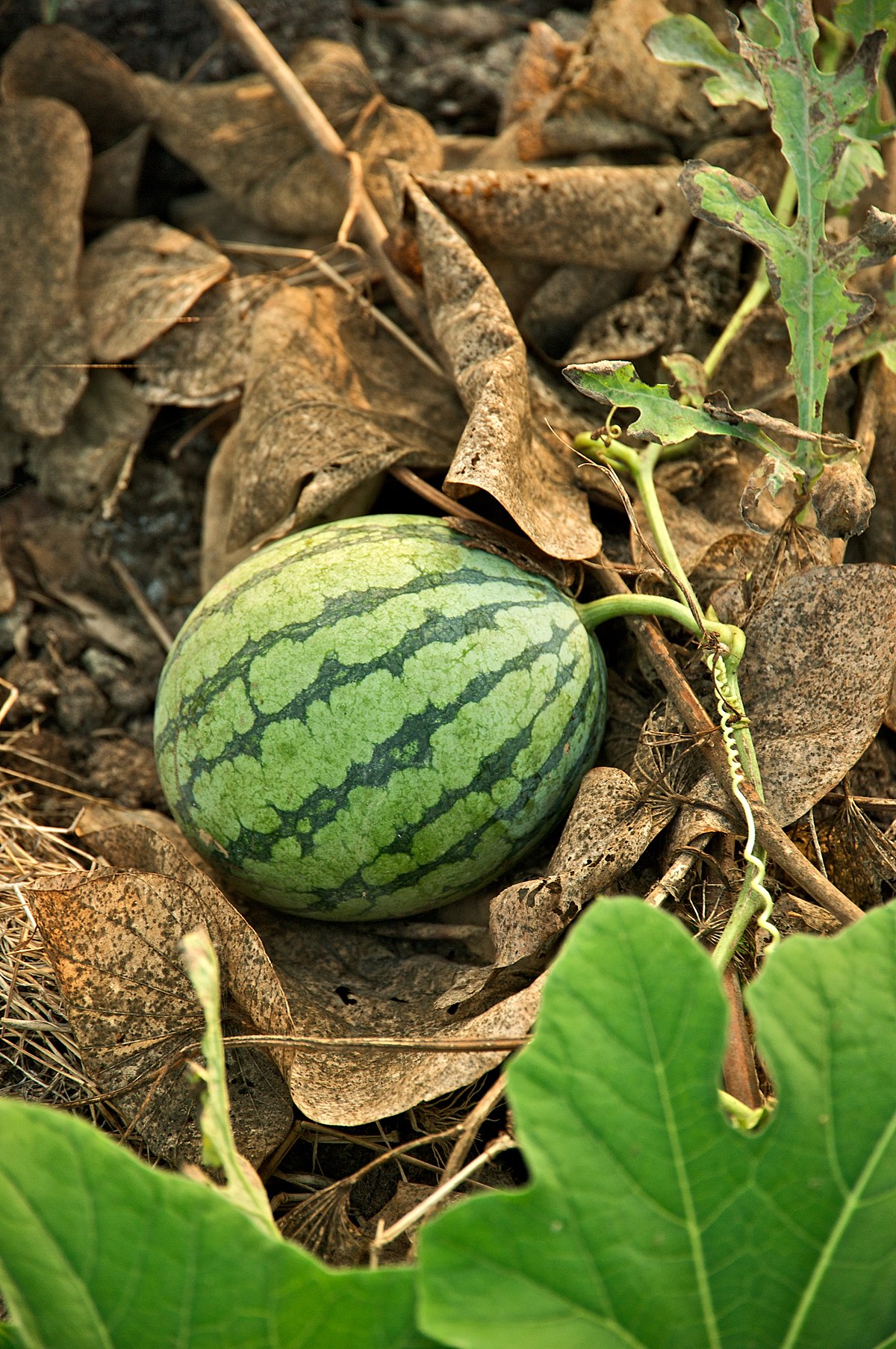 taiwan-2009-tainan-city-organic-farm-watermelon-frd-7962.jpg