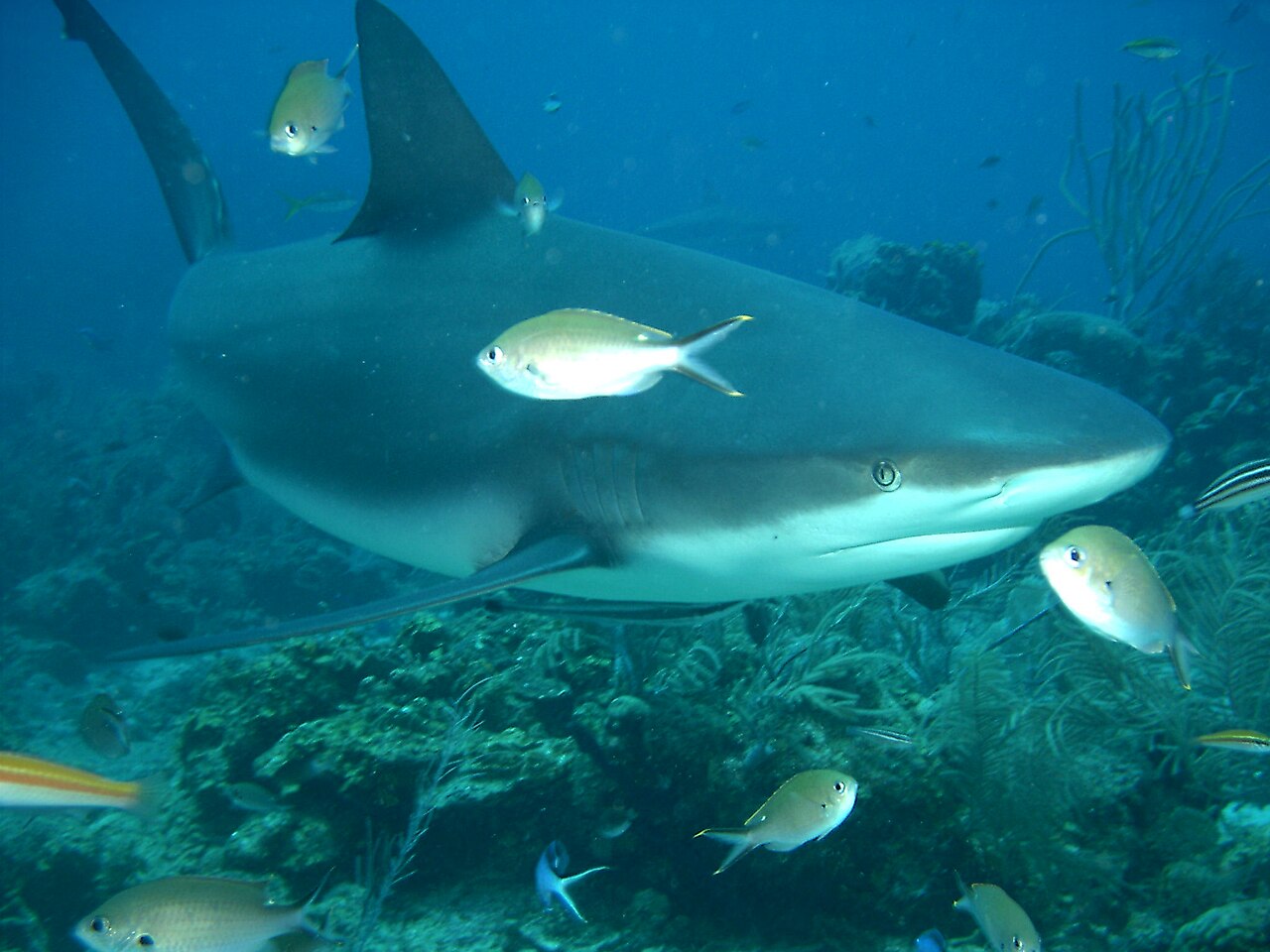 carcharhinus-perezi-at-roatan2.jpg